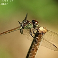 Lathrecista asiatica festa (Australasian Slimwing) female in Edge Hill アジアアカトンボ<br />Canon EOS 7D + EF70-200 F4.0L